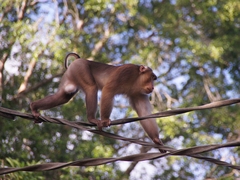 Sukau - Borneo